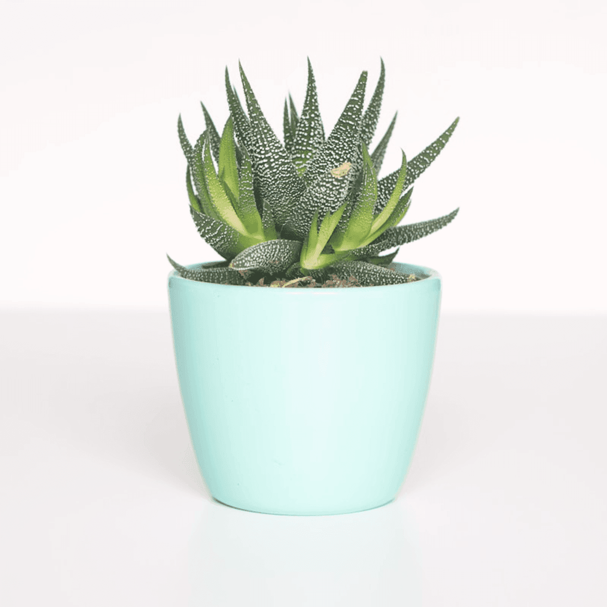 Small potted plant with handwritten card